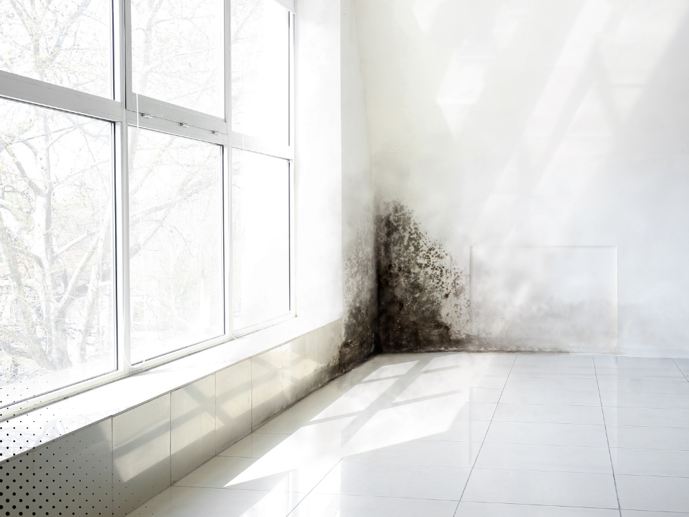 Black mold visible in a room — moisture damage that a professional home inspection can help identify early