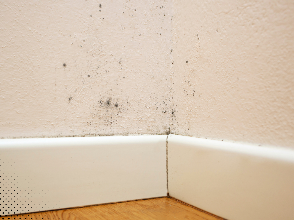 Mold growing in a wall corner — a common result of high humidity in Central Florida homes