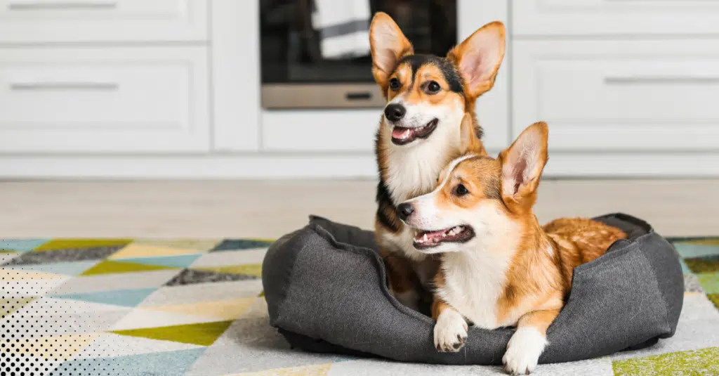 Essential Tips For Keeping Your Pets Safe This Summer